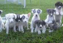 Aussie pups Aussie pups