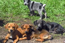 Doxies and Dallas