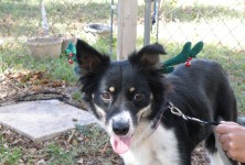 It's Mistletoe! Seriously?