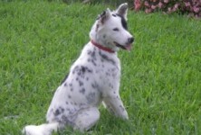 Raj, The Wonder Dog! Raj, The Wonder Dog!