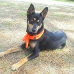 Grasshopper, a Agility Dream! Grasshopper, a Agility Dream!