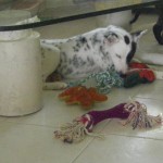 Raj with toys Raj with toys