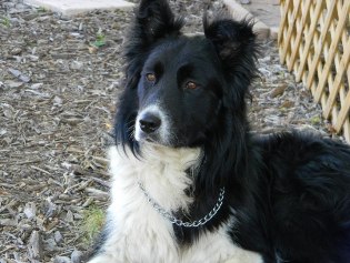 teddy border collie