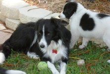 Katie's Puppies Katie's Puppies