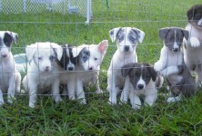 Bringing your new dog home