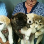 BC huskies At the shelter with littermates