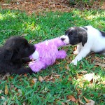 Hippity and Hoppity playing tug-o-war with the Easter Bunny