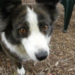Justine Time, the look of hope Justine, the mini Aussie