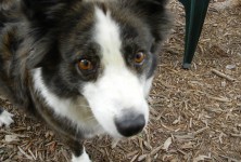 Justine Time, the look of hope Justine, the mini Aussie