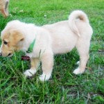 Where did that tail come from???
