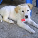 Resting after playing in the morning dew