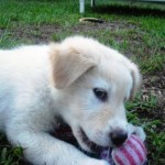 Go ahead, try and get my ball!