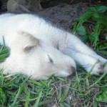 Napping under the hedge