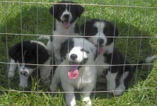 Teddy Bear Puppes Teddy Bear Puppes