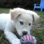 Ball anyone?