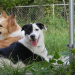 Playful, Friendly with Great Recall