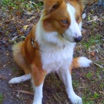 Soldier Boy at attention. Sitting pretty for the camera.