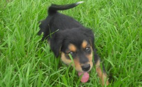 002 Playing in the grass
