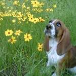 272925_10150246339004792_151005479791_6899733_7053112_o Basset and Daisies ~ perfect!
