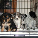 Aussie Puppies 2 Original photo from rescue