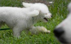 Jean Luc, the Poodle