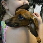 Schnapps Schnapps the very mini doxie