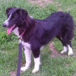 Miss Molly's lovely markings and coat show her Border Collie heritage.