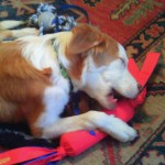 Toys! Surrounded by toys and loving it!