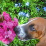 July 21 032 Stop and smell the flowers