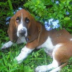 July 21 052 Blue's his color!