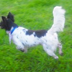 This pup flies!