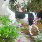 Tip toeing through the garden