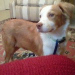 Mellow and friendly Thinking about how good it is to be out of the shelter