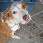 Sad in the shelter Sad and forgotten in the shelter
