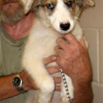 185414_248786241805985_134951783189432_1033720_4190378_n Shelter photo