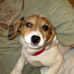226054_248786138472662_134951783189432_1033714_5797847_n Shelter photo