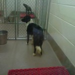 At the Pound At the Pound
