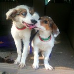 288054_2308651004126_1484859126_32614728_319984_o Loves her sister Picallo