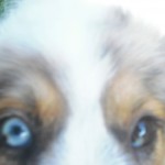 Aug 4 034 Her right eye is marbled blue and brown