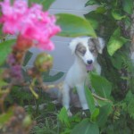 Aug 4 091 Cute, but why is she in my flower garden???