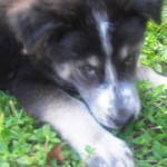 Aug 4 129 "Fine, I'll eat the grass for fun!"