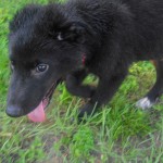 Border Collie nose for sure!