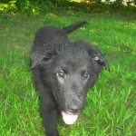 I think his ears are going to stand up soon