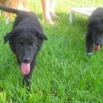 with his brother Bongo on the right