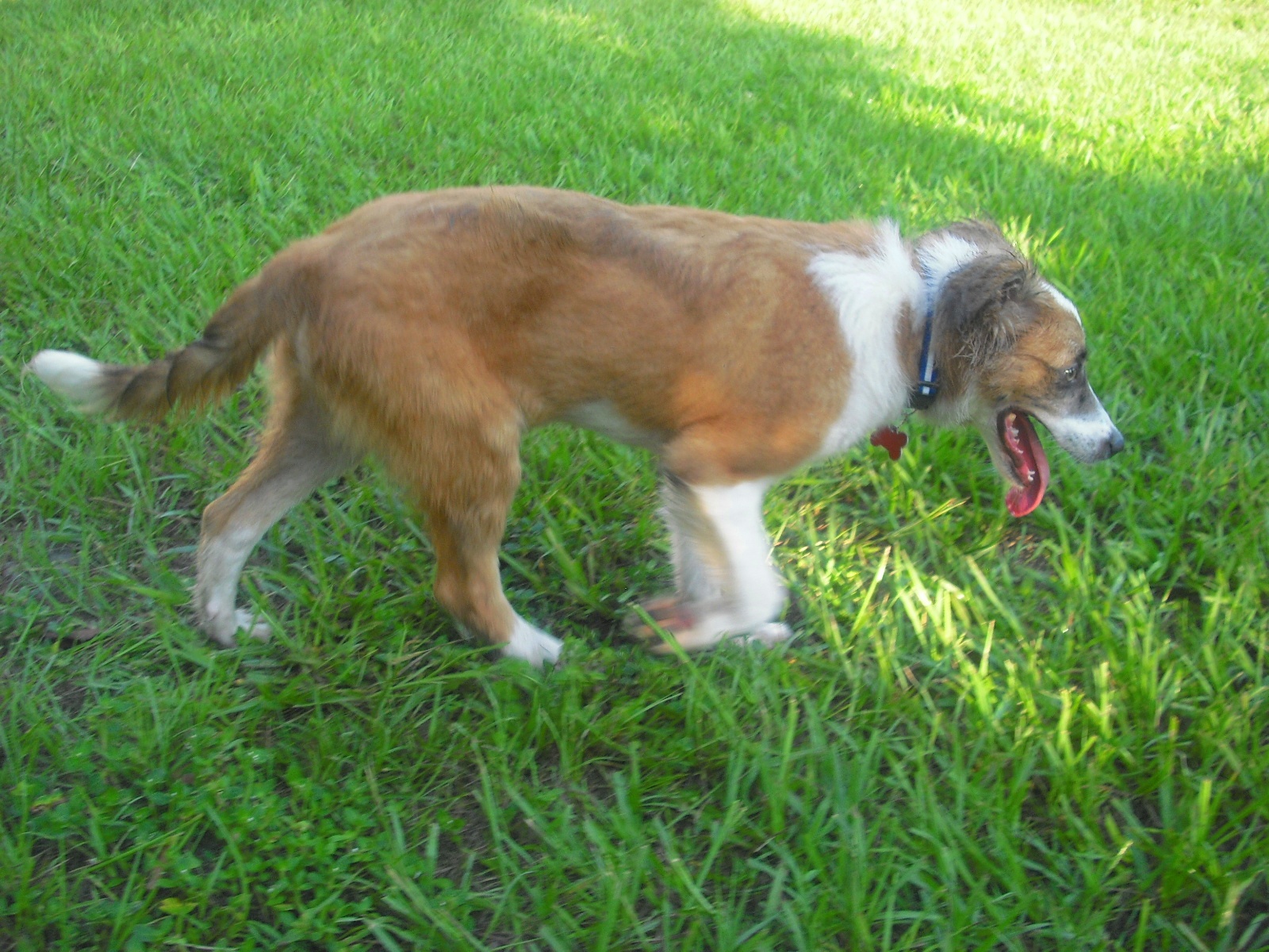 smooth hair collie