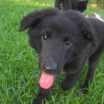I love black dogs!