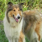 Lady Priscilla Calm and Noble