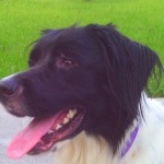 Friendly and loving Friendly and loving