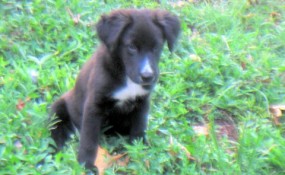 Jack in grass-1