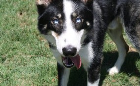 Amadeus has energy when you want it, and all the love you'll ever need!